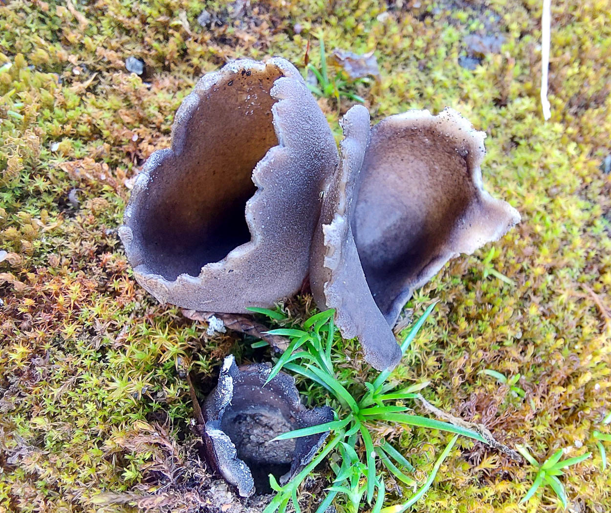 Photo by Jesper Launder Helvella leucomelaena by Jesper Launder
